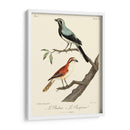 Pájaros Franceses Vintage Ii - de Langlois | Cuadro decorativo de Canvas Lab