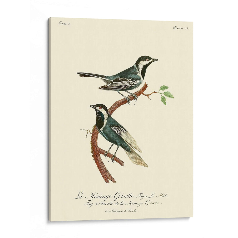 Pájaros Franceses Vintage Iii - de Langlois | Cuadro decorativo de Canvas Lab