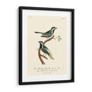 Pájaros Franceses Vintage Iii - de Langlois | Cuadro decorativo de Canvas Lab