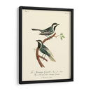 Pájaros Franceses Vintage Iii - de Langlois | Cuadro decorativo de Canvas Lab