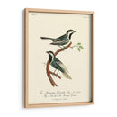 Pájaros Franceses Vintage Iii - de Langlois | Cuadro decorativo de Canvas Lab