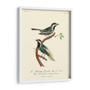 Pájaros Franceses Vintage Iii - de Langlois | Cuadro decorativo de Canvas Lab