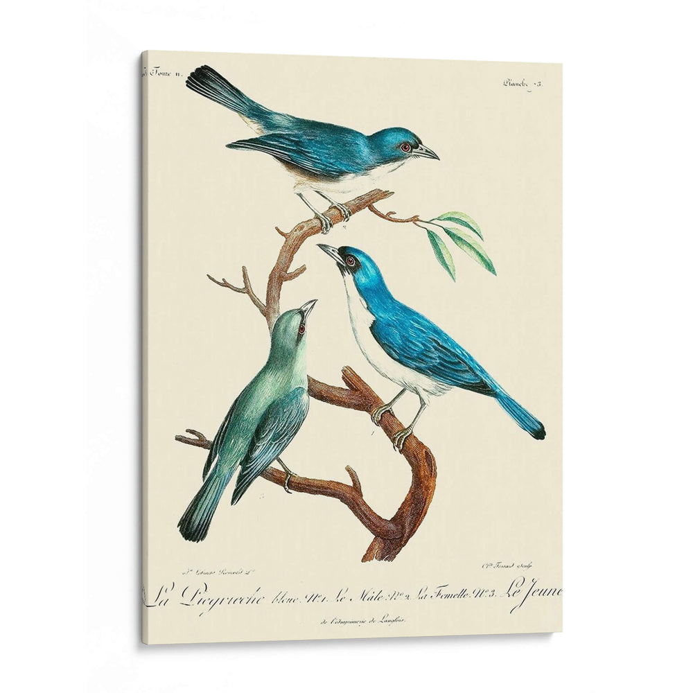 Pájaros Franceses Vintage Iv - de Langlois | Cuadro decorativo de Canvas Lab