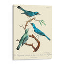 Pájaros Franceses Vintage Iv - de Langlois | Cuadro decorativo de Canvas Lab