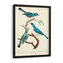 Pájaros Franceses Vintage Iv - de Langlois | Cuadro decorativo de Canvas Lab