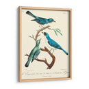 Pájaros Franceses Vintage Iv - de Langlois | Cuadro decorativo de Canvas Lab