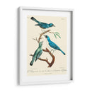 Pájaros Franceses Vintage Iv - de Langlois | Cuadro decorativo de Canvas Lab