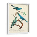 Pájaros Franceses Vintage Iv - de Langlois | Cuadro decorativo de Canvas Lab