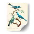 Pájaros Franceses Vintage Iv - de Langlois | Cuadro decorativo de Canvas Lab