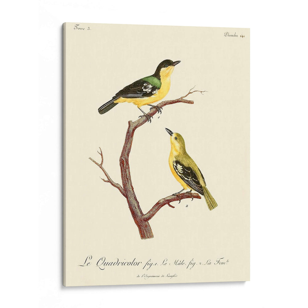 Pájaros Franceses Vintage V - de Langlois | Cuadro decorativo de Canvas Lab