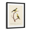 Pájaros Franceses Vintage V - de Langlois | Cuadro decorativo de Canvas Lab