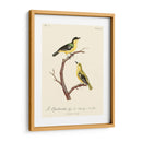 Pájaros Franceses Vintage V - de Langlois | Cuadro decorativo de Canvas Lab