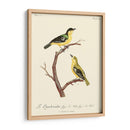 Pájaros Franceses Vintage V - de Langlois | Cuadro decorativo de Canvas Lab