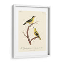 Pájaros Franceses Vintage V - de Langlois | Cuadro decorativo de Canvas Lab