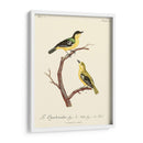Pájaros Franceses Vintage V - de Langlois | Cuadro decorativo de Canvas Lab