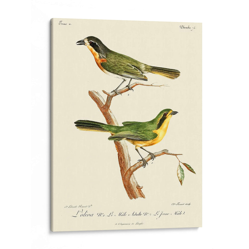 Pájaros Franceses Vintage Vi - de Langlois | Cuadro decorativo de Canvas Lab