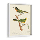 Pájaros Franceses Vintage Vi - de Langlois | Cuadro decorativo de Canvas Lab