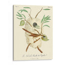 Pájaros Franceses Vintage Vii - de Langlois | Cuadro decorativo de Canvas Lab