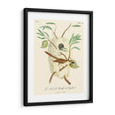 Pájaros Franceses Vintage Vii - de Langlois | Cuadro decorativo de Canvas Lab