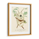 Pájaros Franceses Vintage Vii - de Langlois | Cuadro decorativo de Canvas Lab