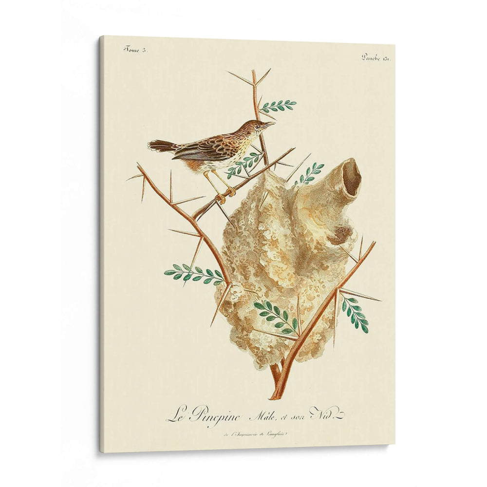 Pájaros Franceses Vintage Viii - de Langlois | Cuadro decorativo de Canvas Lab
