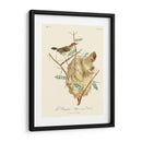 Pájaros Franceses Vintage Viii - de Langlois | Cuadro decorativo de Canvas Lab