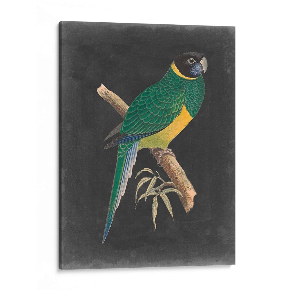 Loros Dramáticos I - Vision Studio | Cuadro decorativo de Canvas Lab