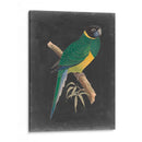 Loros Dramáticos I - Vision Studio | Cuadro decorativo de Canvas Lab