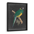 Loros Dramáticos I - Vision Studio | Cuadro decorativo de Canvas Lab