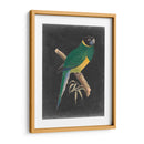 Loros Dramáticos I - Vision Studio | Cuadro decorativo de Canvas Lab