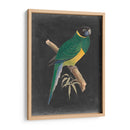 Loros Dramáticos I - Vision Studio | Cuadro decorativo de Canvas Lab