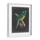 Loros Dramáticos I - Vision Studio | Cuadro decorativo de Canvas Lab