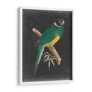 Loros Dramáticos I - Vision Studio | Cuadro decorativo de Canvas Lab