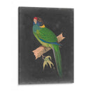 Loros Dramáticos Ii - Vision Studio | Cuadro decorativo de Canvas Lab