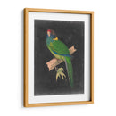 Loros Dramáticos Ii - Vision Studio | Cuadro decorativo de Canvas Lab