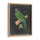 Loros Dramáticos Ii - Vision Studio | Cuadro decorativo de Canvas Lab