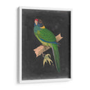 Loros Dramáticos Ii - Vision Studio | Cuadro decorativo de Canvas Lab