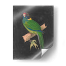 Loros Dramáticos Ii - Vision Studio | Cuadro decorativo de Canvas Lab