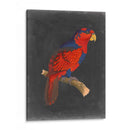 Loros Dramáticos Iii - Vision Studio | Cuadro decorativo de Canvas Lab