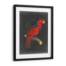 Loros Dramáticos Iii - Vision Studio | Cuadro decorativo de Canvas Lab