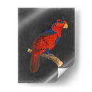 Loros Dramáticos Iii - Vision Studio | Cuadro decorativo de Canvas Lab