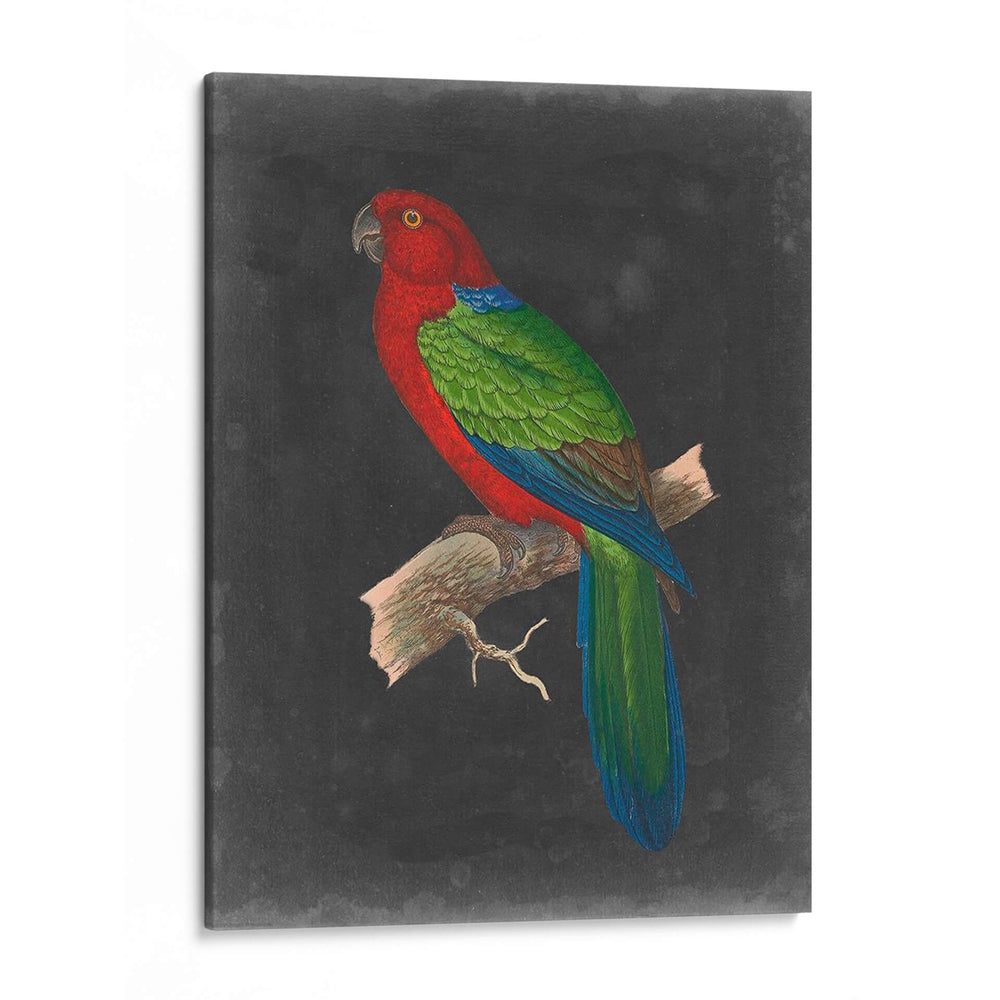 Loros Dramáticos Iv - Vision Studio | Cuadro decorativo de Canvas Lab