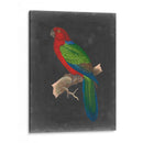 Loros Dramáticos Iv - Vision Studio | Cuadro decorativo de Canvas Lab