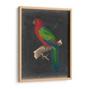 Loros Dramáticos Iv - Vision Studio | Cuadro decorativo de Canvas Lab