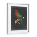 Loros Dramáticos Iv - Vision Studio | Cuadro decorativo de Canvas Lab