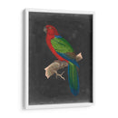 Loros Dramáticos Iv - Vision Studio | Cuadro decorativo de Canvas Lab