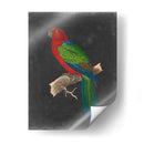 Loros Dramáticos Iv - Vision Studio | Cuadro decorativo de Canvas Lab