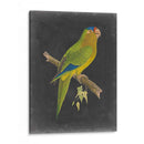 Loros Dramáticos V - Vision Studio | Cuadro decorativo de Canvas Lab