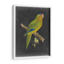 Loros Dramáticos V - Vision Studio | Cuadro decorativo de Canvas Lab