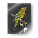 Loros Dramáticos V - Vision Studio | Cuadro decorativo de Canvas Lab